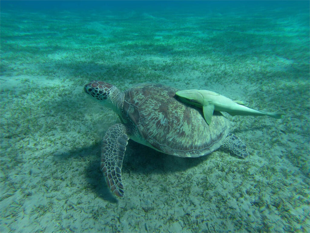 Snorkeling with the Turtles in Abu Dabbab.