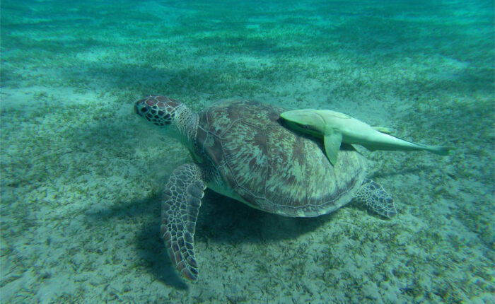 Snorkeling with the Turtles in Abu Dabbab.