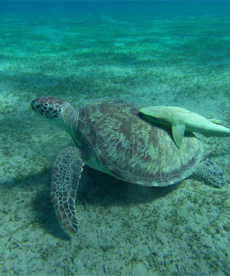 Snorkeling with the Turtles in Abu Dabbab.