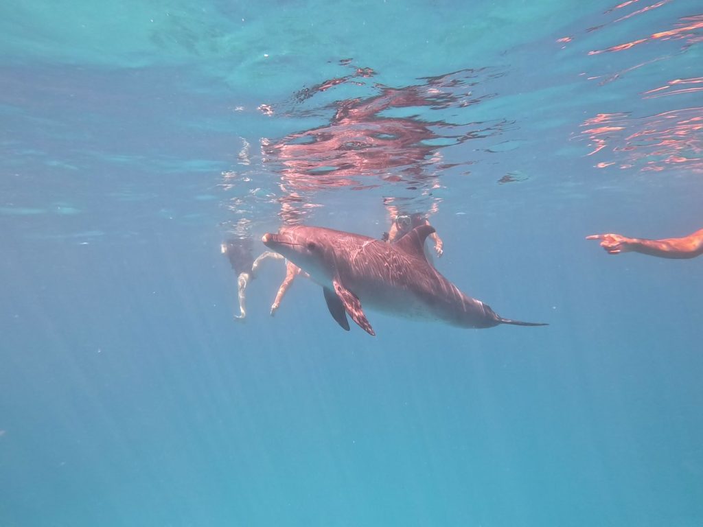 VIP dolphin tour by boat in small group