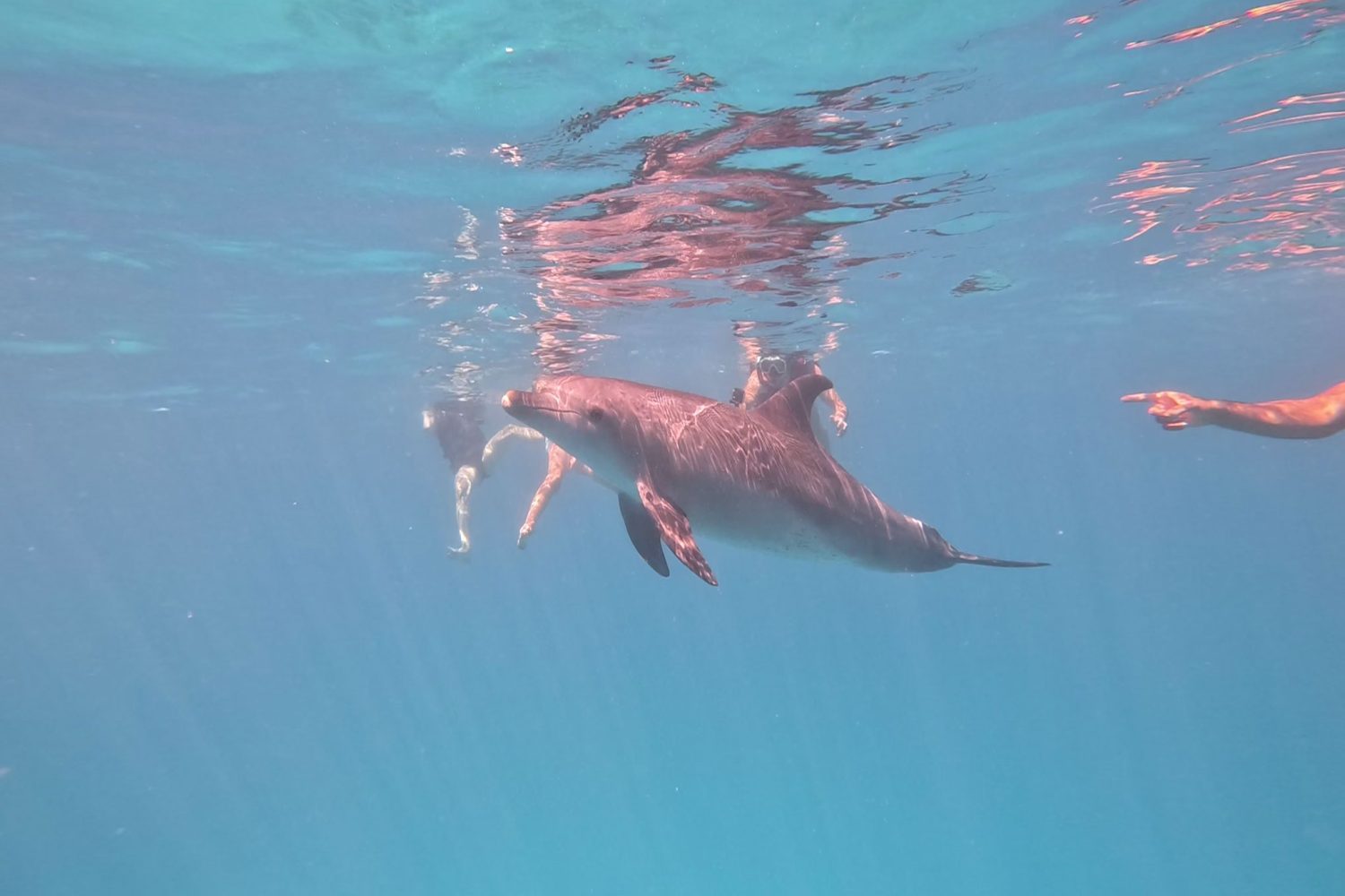 VIP dolphin tour by boat in small group