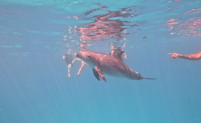 VIP dolphin tour by boat in small group