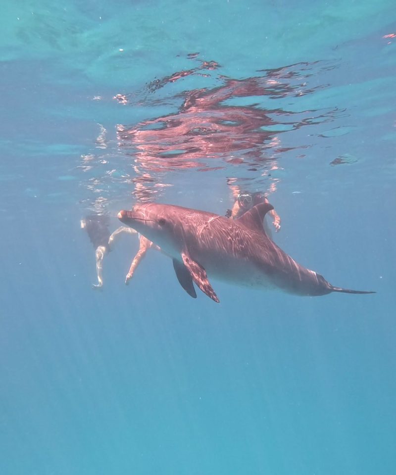 VIP dolphin tour by boat in small group